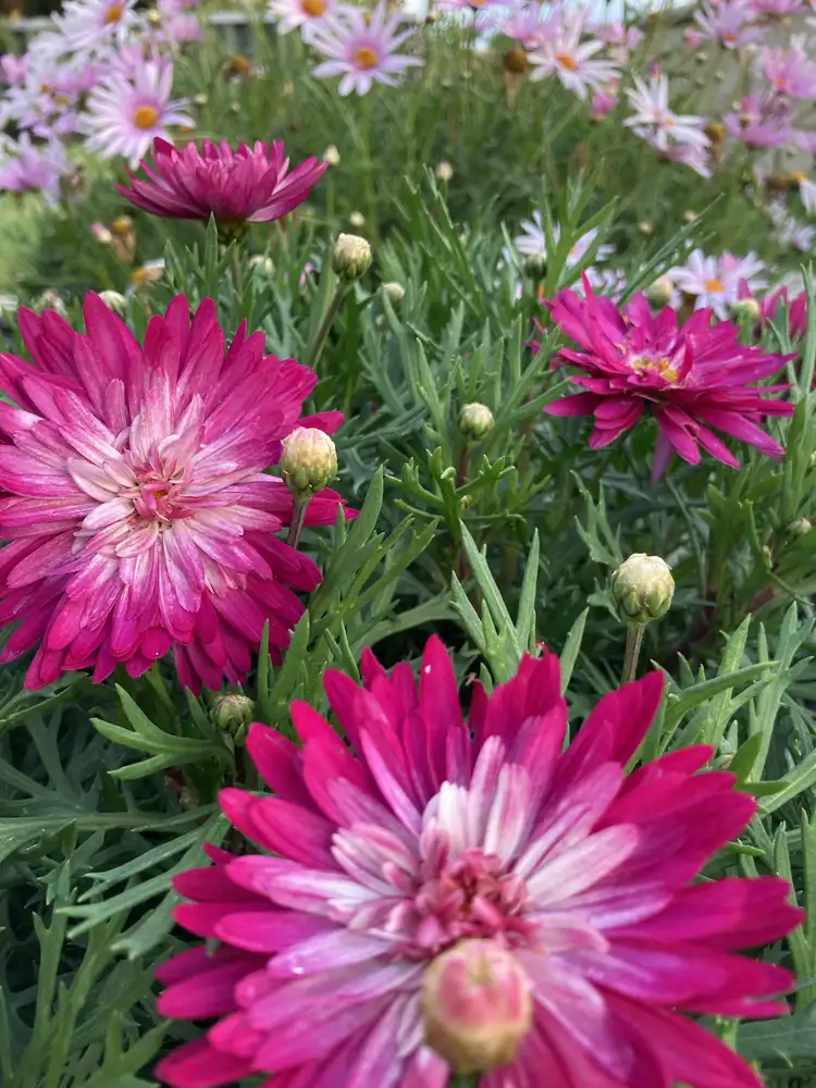 Second view of Homely house listing, 12 Tarakan Heights, Marangaroo WA 6064