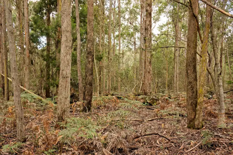 Third view of Homely land listing, Lot 1, 660 Larcombes Road, Reedy Marsh TAS 7304