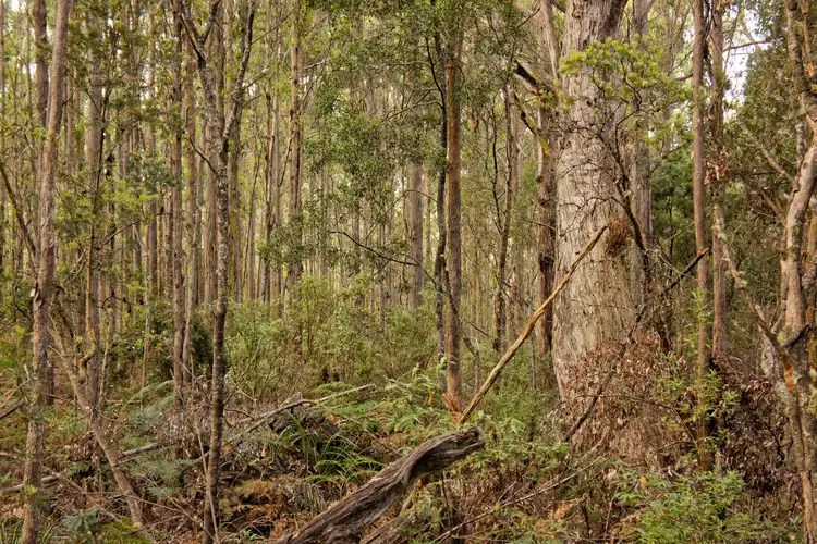 Fourth view of Homely land listing, Lot 1, 660 Larcombes Road, Reedy Marsh TAS 7304