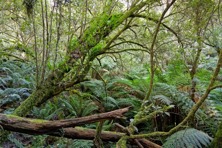 Fifth view of Homely land listing, Lot 1, 660 Larcombes Road, Reedy Marsh TAS 7304