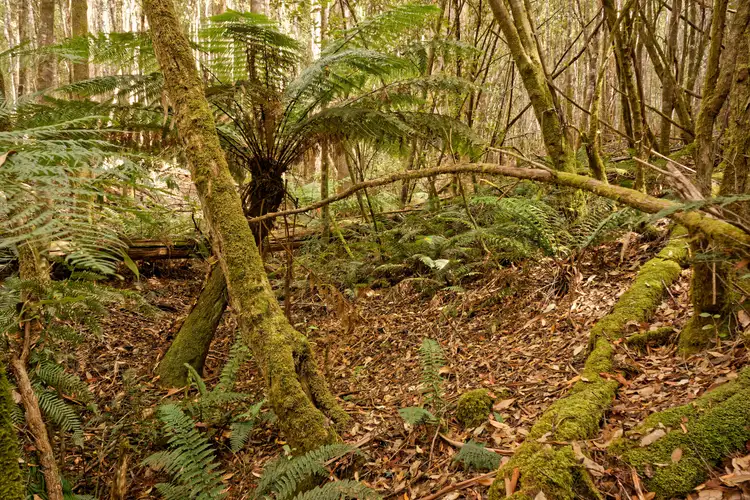 Sixth view of Homely land listing, Lot 1, 660 Larcombes Road, Reedy Marsh TAS 7304