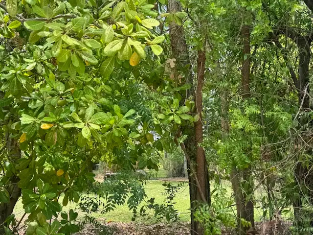 Sixth view of Homely rural property listing, 101 Mills Road, Kununurra WA 6743