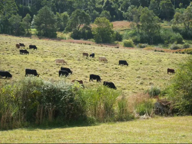 Main view of Homely land listing, 17 Wilson Street, Lowanna NSW 2450