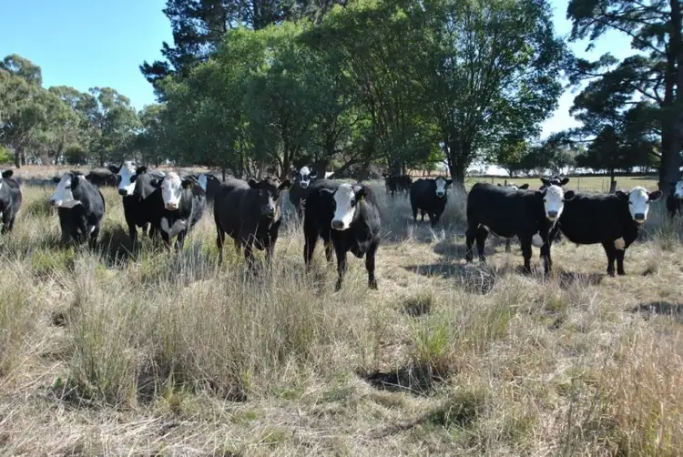 Fifth view of Homely rural property listing, 598 Spring Terrace Road, Orange NSW 2800