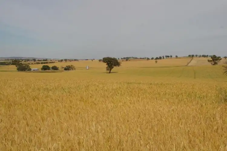 Seventh view of Homely rural property listing, Bronte Lane, Junee NSW 2663