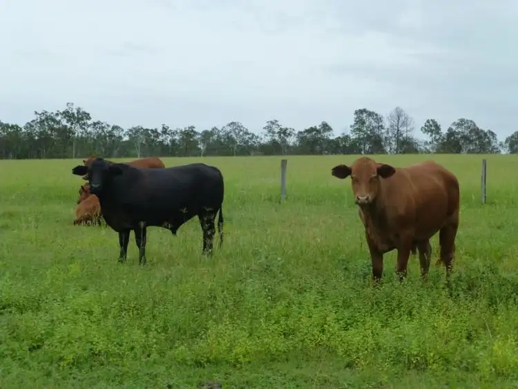 Third view of Homely rural property listing, 225 JACKSONS ROAD, South Isis QLD 4660