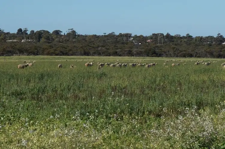 Seventh view of Homely rural property listing, LOT 94 Koorda - Cadoux Road, Koorda WA 6475