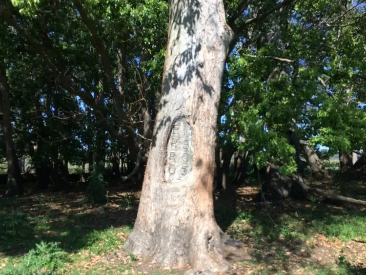 Seventh view of Homely rural property listing, LOT 1/50 Haughwood Road, Bora Ridge NSW 2471