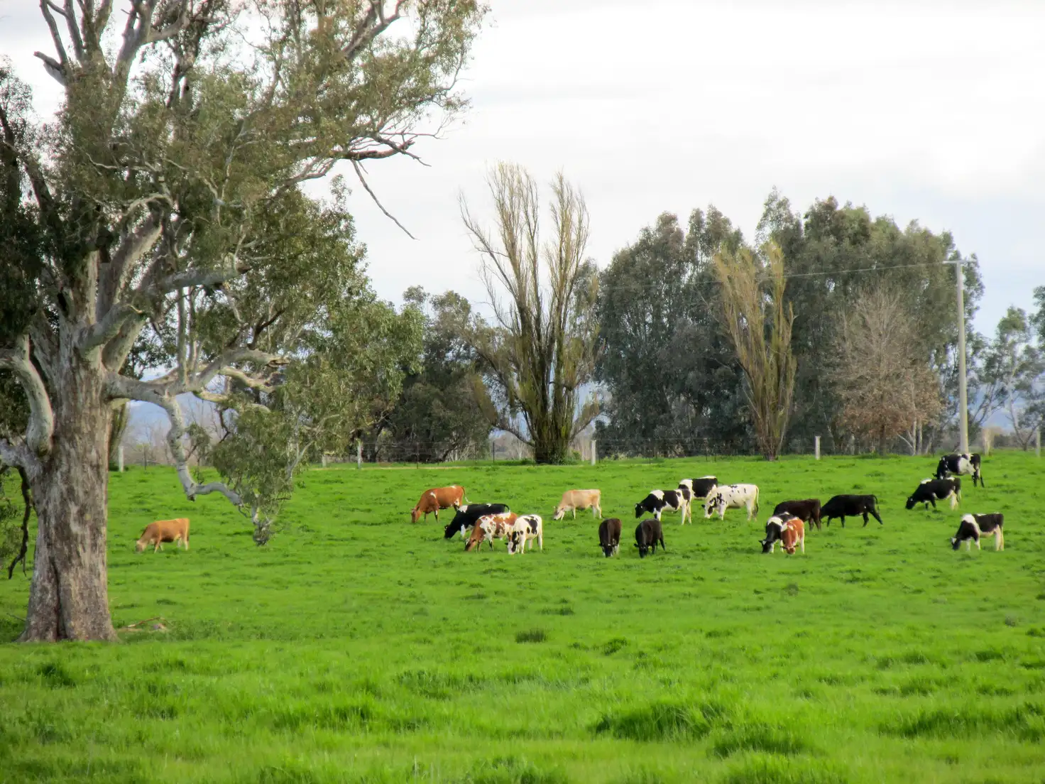Main view of Homely rural property listing, CNR Wangaratta-Whitfield Road & Furlans Lane, Docker VIC 3678