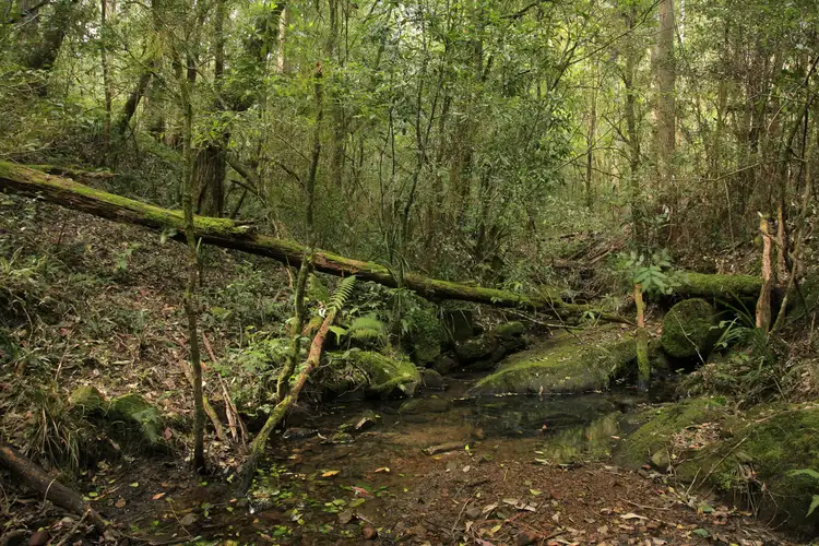 Sixth view of Homely rural property listing, 3296 Allyn River Road, Eccleston Via, East Gresford NSW 2311