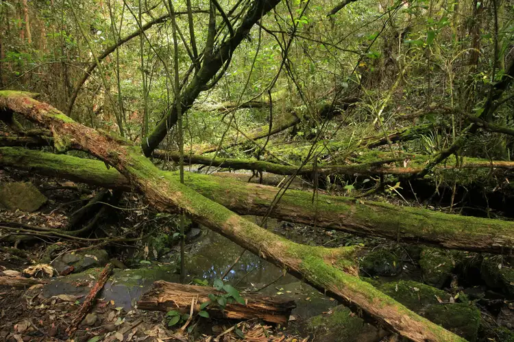 Seventh view of Homely rural property listing, 3296 Allyn River Road, Eccleston Via, East Gresford NSW 2311