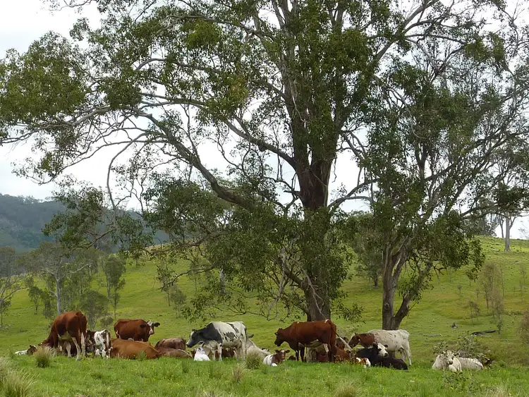 Fourth view of Homely rural property listing, 450 Mograni Creek Road, Mograni NSW 2422