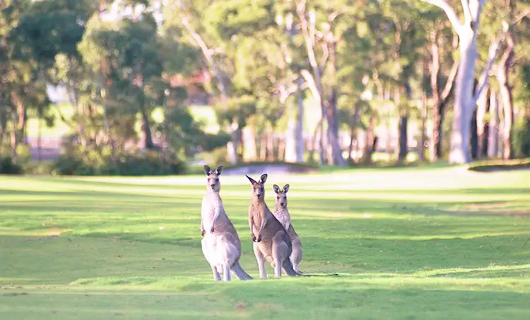 Fifth view of Homely land listing, LOT 152 Sunningdale Circuit, Medowie NSW 2318