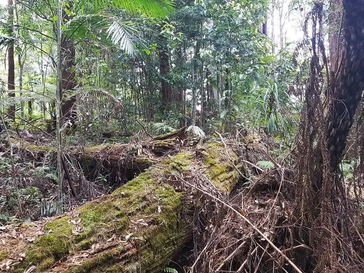 Sixth view of Homely land listing, 2213 Springbrook Road, Springbrook QLD 4213