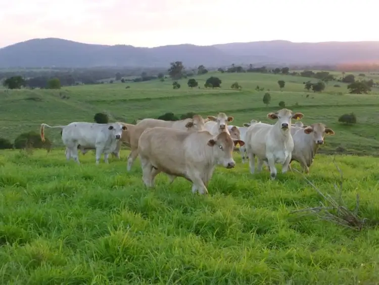Main view of Homely rural property listing, 197 MITCHELLS ROAD, Degilbo QLD 4621