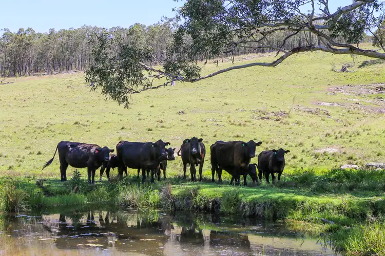 Second view of Homely rural property listing, 1394 Webbers Creek Road, Paterson NSW 2421
