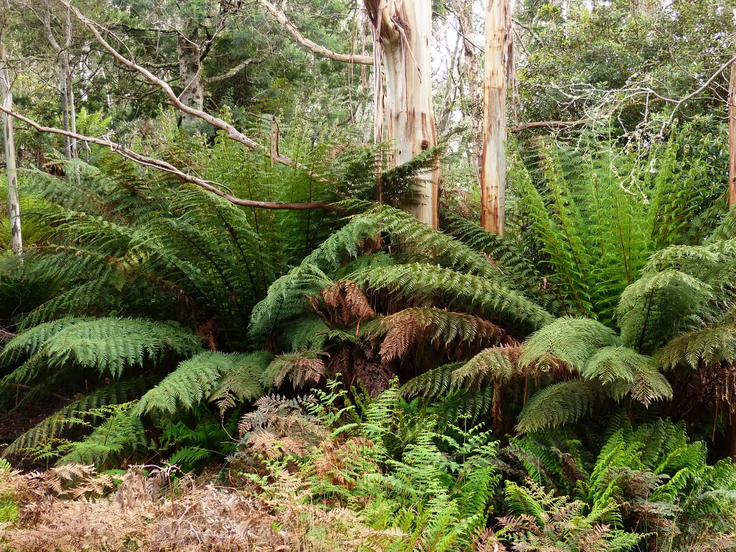 Main view of Homely rural property listing, 213 East Diddleum Road, Tayene TAS 7259