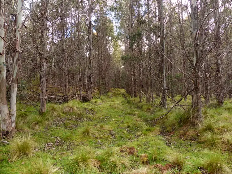 Fourth view of Homely rural property listing, 213 East Diddleum Road, Tayene TAS 7259