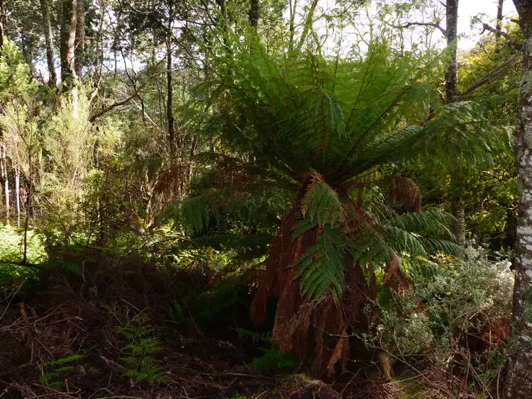 Fifth view of Homely rural property listing, 213 East Diddleum Road, Tayene TAS 7259