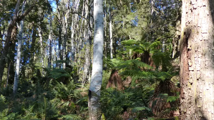 Sixth view of Homely rural property listing, 213 East Diddleum Road, Tayene TAS 7259