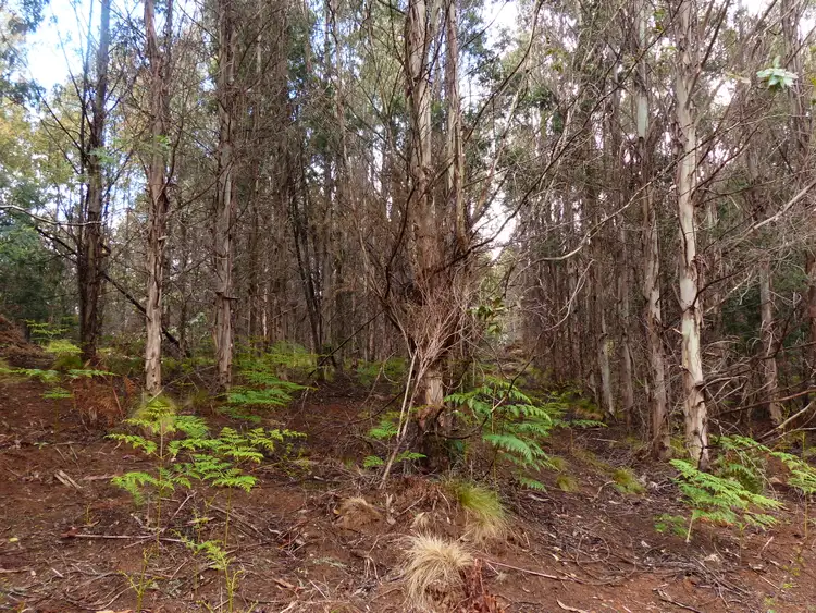 Seventh view of Homely rural property listing, 213 East Diddleum Road, Tayene TAS 7259