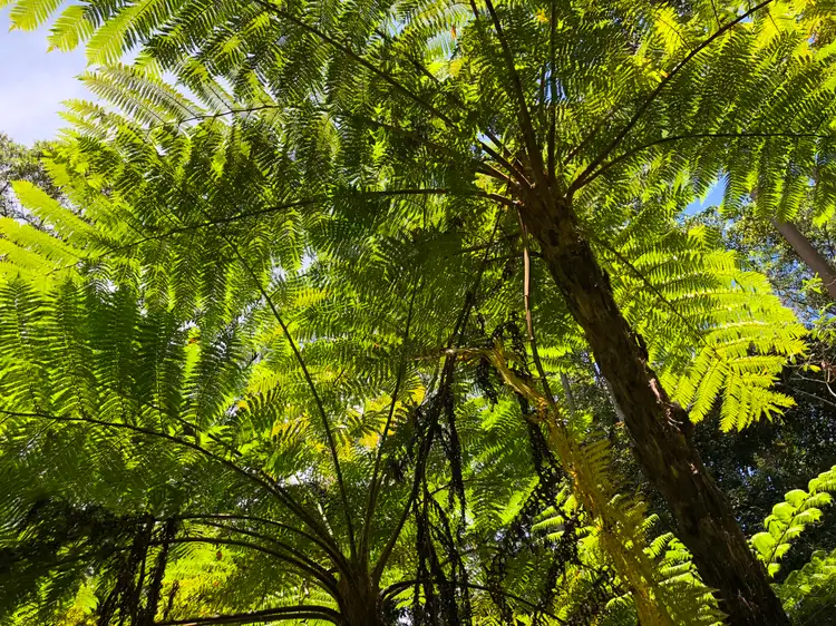 Third view of Homely land listing, 110 Delicia Road, Mapleton QLD 4560