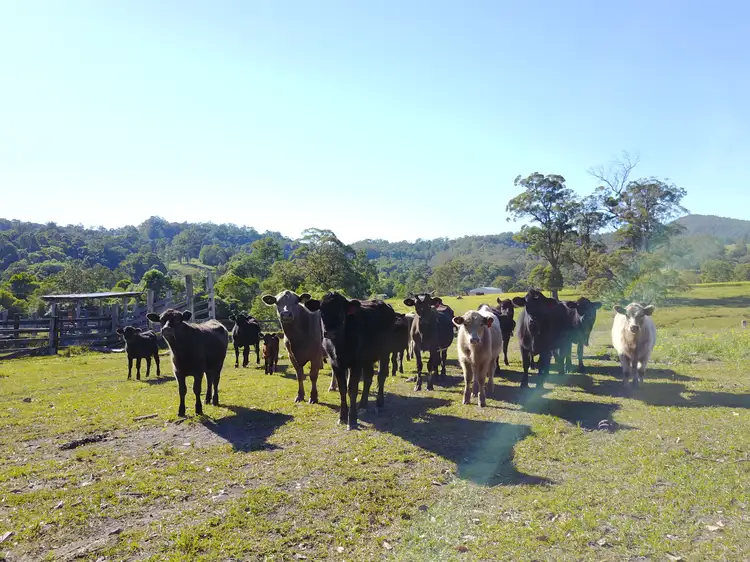 Third view of Homely rural property listing, Chichester Road, Chichester Via, Dungog NSW 2420
