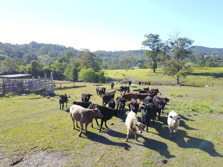 Fourth view of Homely rural property listing, Chichester Road, Chichester Via, Dungog NSW 2420