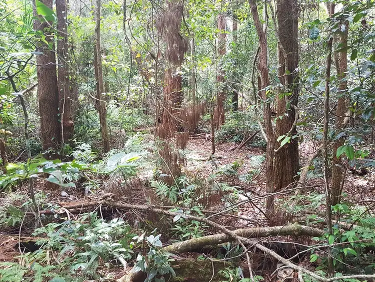 Third view of Homely land listing, 1981 Springbrook Road, Springbrook QLD 4213