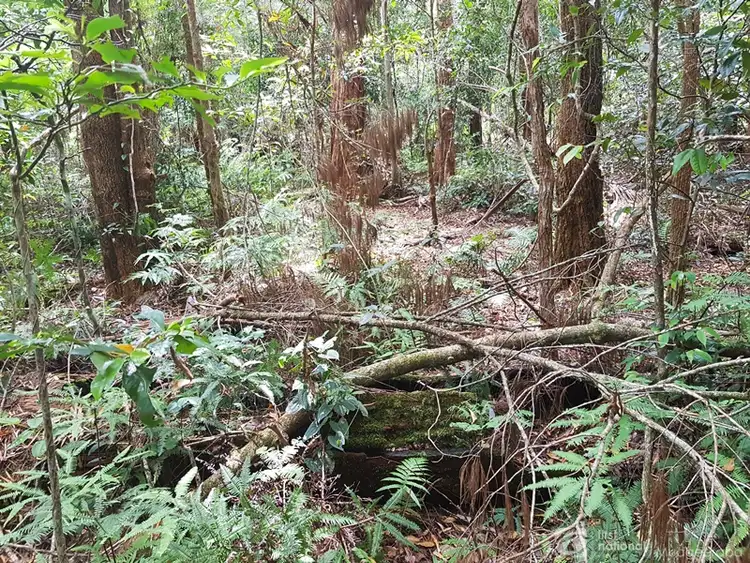 Fourth view of Homely land listing, 1981 Springbrook Road, Springbrook QLD 4213