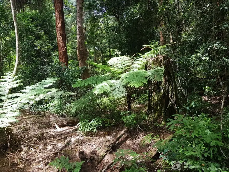 Fifth view of Homely land listing, 1981 Springbrook Road, Springbrook QLD 4213