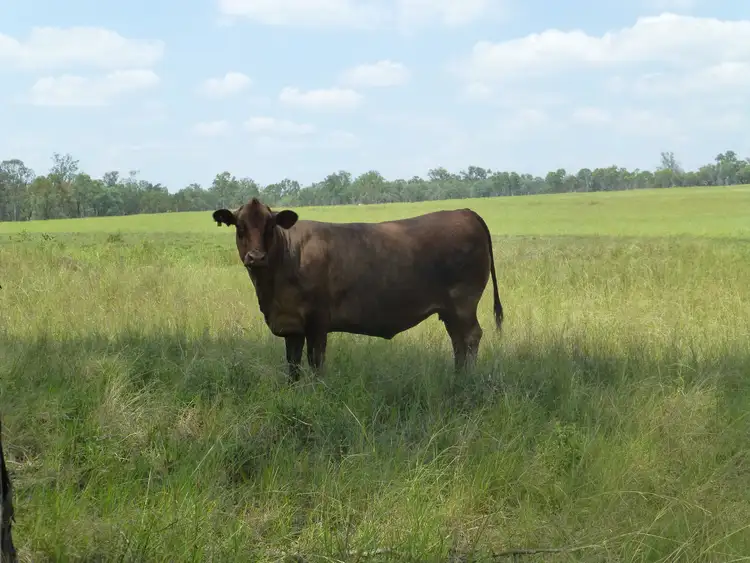 Seventh view of Homely rural property listing, Address available on request