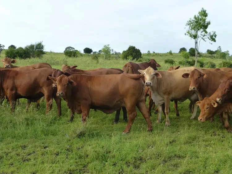 Fourth view of Homely rural property listing, Address available on request