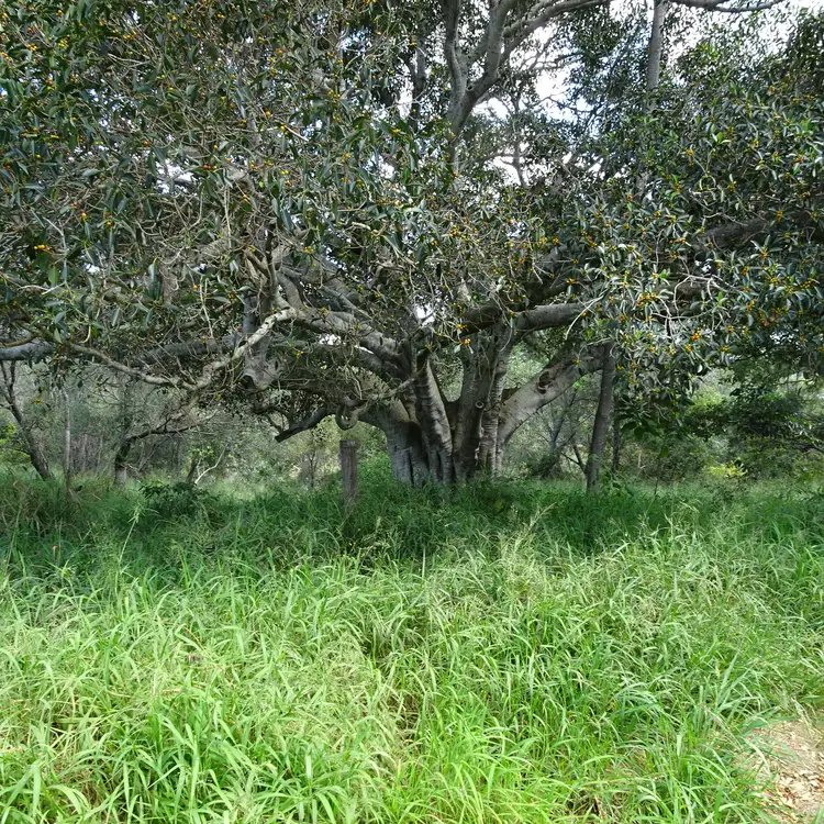 Third view of Homely land listing, 39-41 KELVIN STREET, Apple Tree Creek QLD 4660