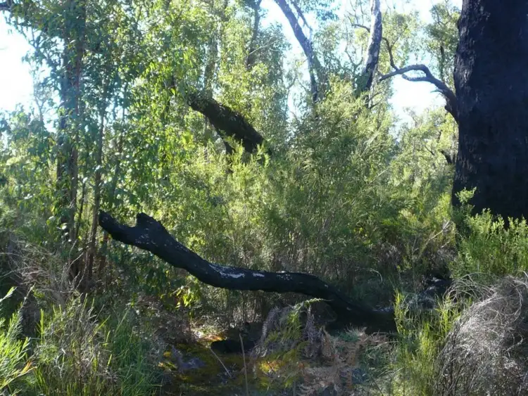 Seventh view of Homely land listing, 815 Stoney Creek Road, Porongurup WA 6324