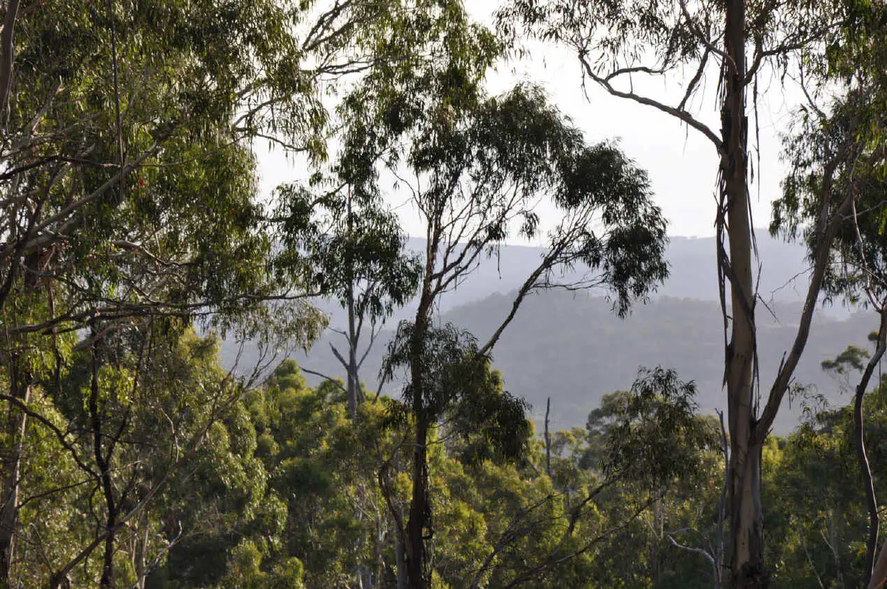 Main view of Homely land listing, 205 and 206 Foggy Forest Drive, Anembo NSW 2621