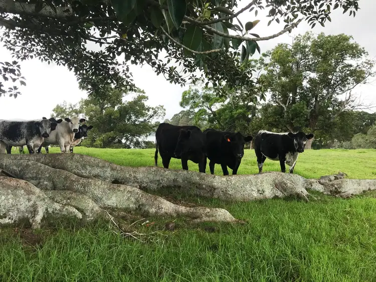 Second view of Homely rural property listing, 26 Langlands Road, Glen Oak NSW 2320