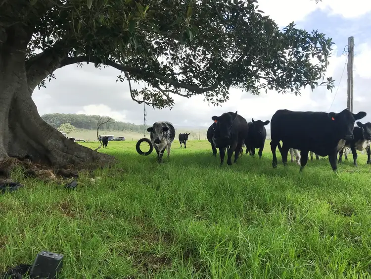 Sixth view of Homely rural property listing, 26 Langlands Road, Glen Oak NSW 2320