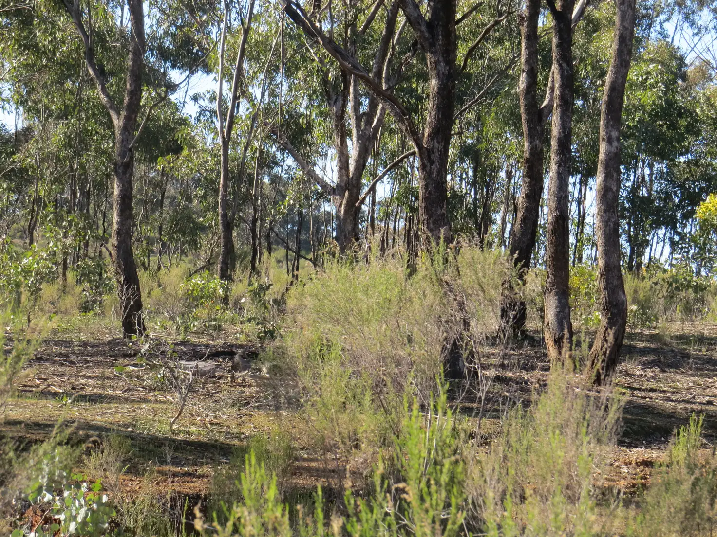 Main view of Homely land listing, LOT 6B Hylands Lane, Heathcote VIC 3523