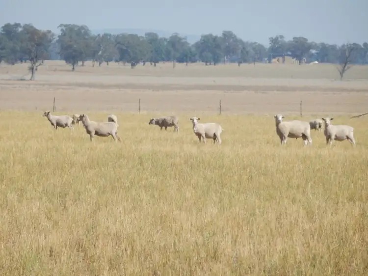 Fifth view of Homely rural property listing, 2791 Sturt Highway Collingullie via Wagga Wagga, Wagga Wagga NSW 2650