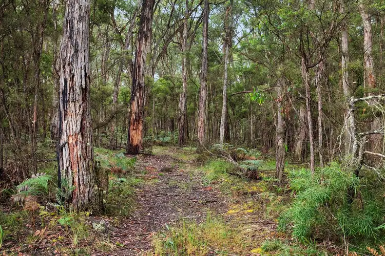 Third view of Homely rural property listing, 2040 Birregurra-Forrest Road, Forrest VIC 3236