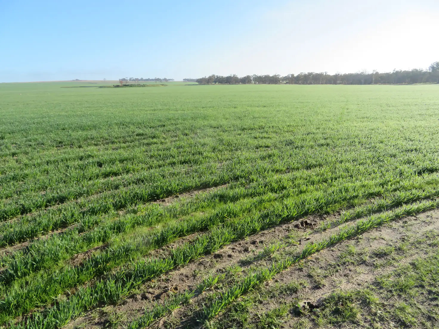 Main view of Homely rural property listing, LOT 7297 Warding Road, York WA 6302