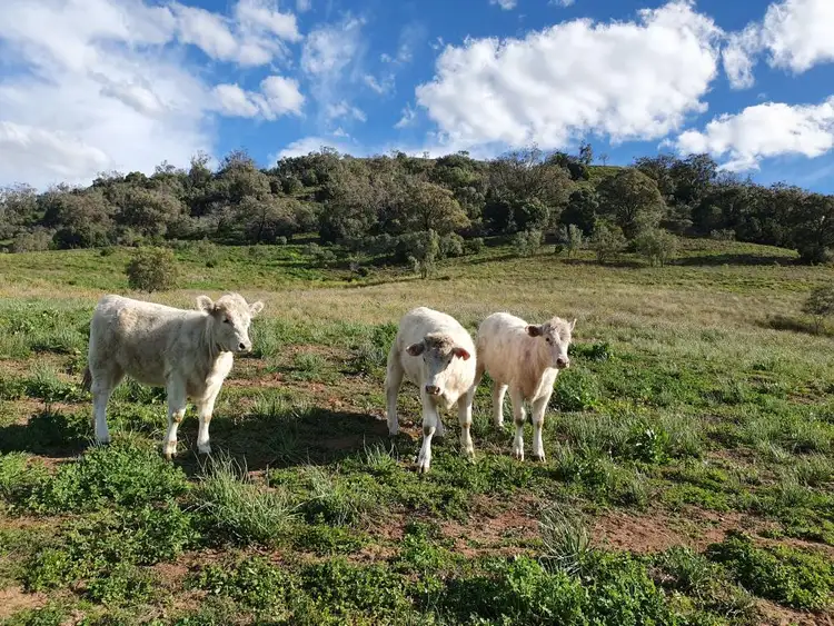 Second view of Homely land listing, 24 Cavalry Line Road, Aberdeen NSW 2336