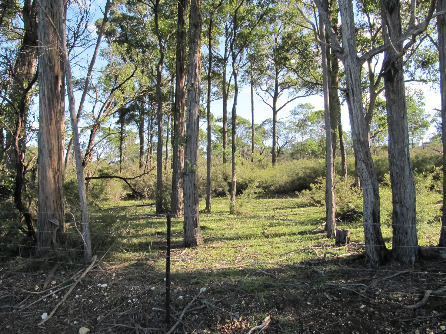 Main view of Homely rural property listing, LOT 1 Blues Road, Stockdale VIC 3862