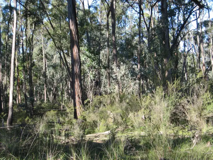 Seventh view of Homely rural property listing, LOT 1 Blues Road, Stockdale VIC 3862