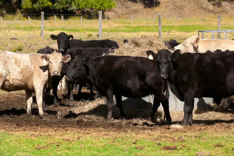Fifth view of Homely rural property listing, 32 Longbottoms Road, Chichester Via, Dungog NSW 2420