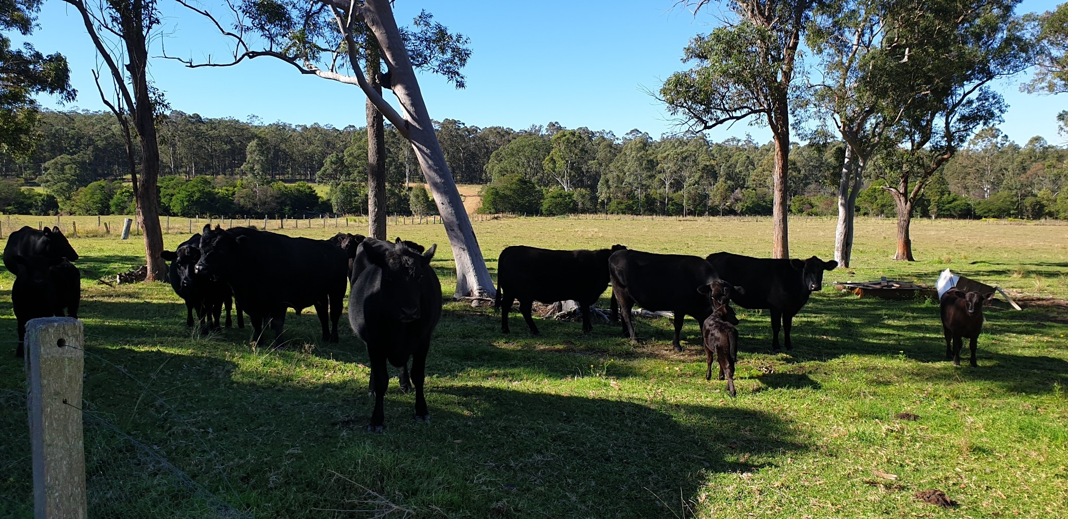 49 Rileys Road, Limeburners Creek NSW 2324