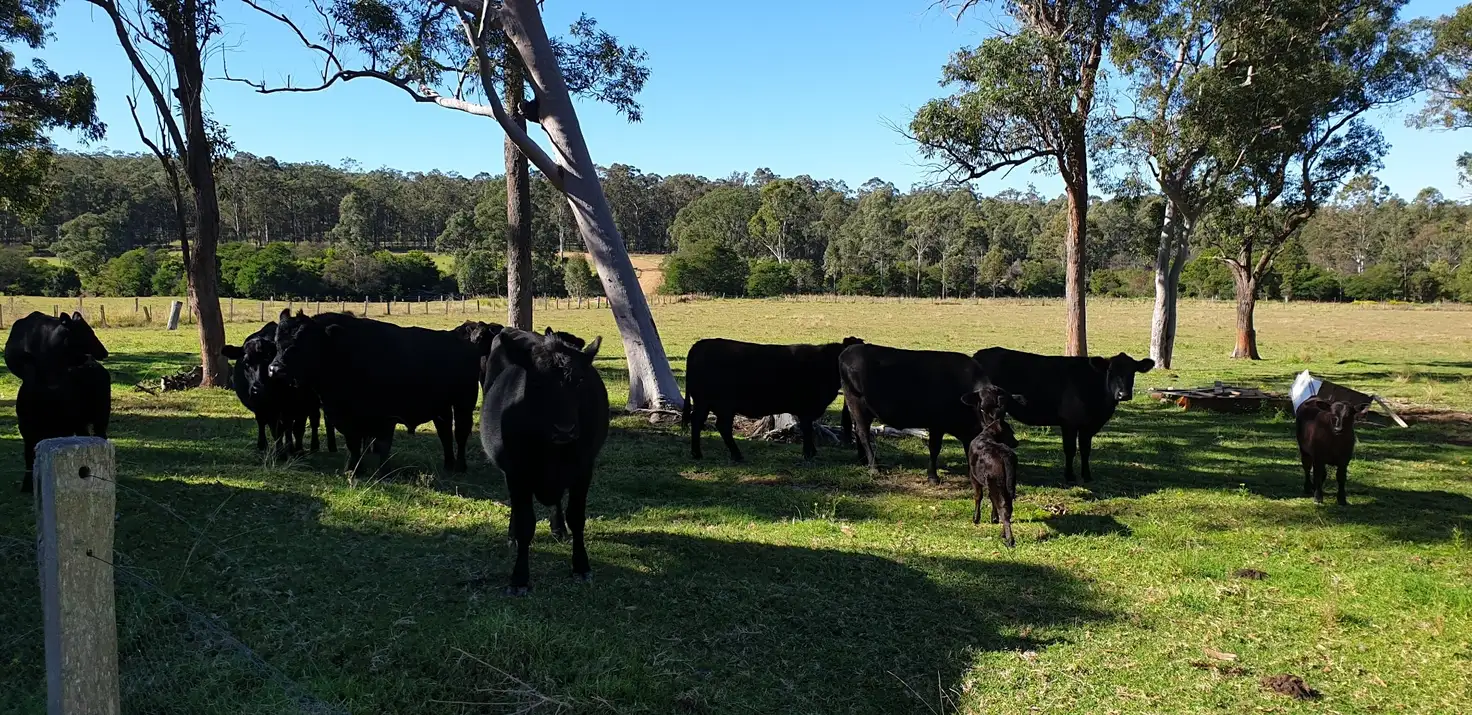 Main view of Homely rural property listing, 49 Rileys Road, Limeburners Creek NSW 2324
