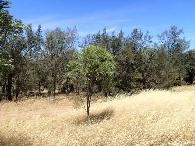 Main view of Homely land listing, 29 Hamersley Street, Beverley WA 6304