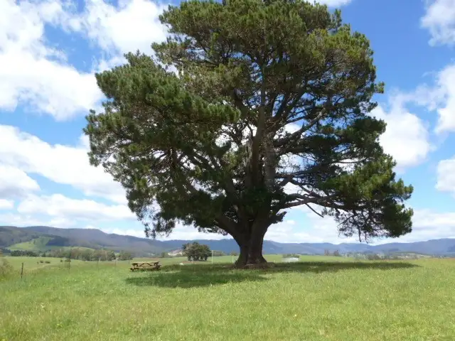 * East Maurice Road, Ringarooma TAS 7263